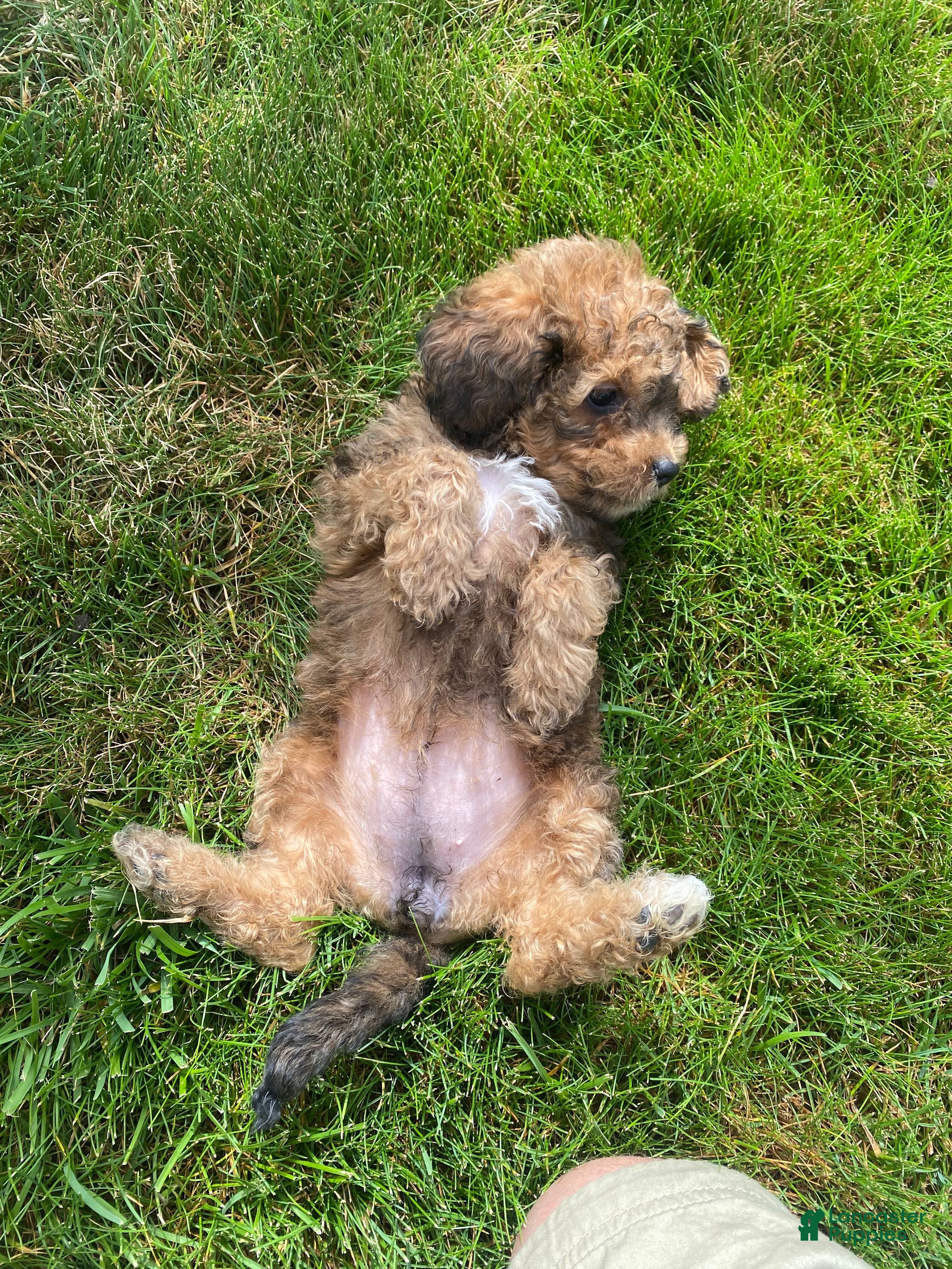 Cavapoo dogs Olive - Ad 2