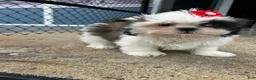 Shih Tzu dogs for sale: Shih Tzu Puppy 2 - Ad 2