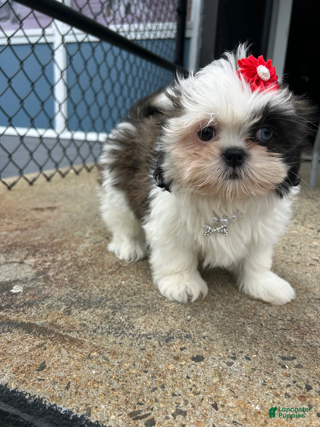 Shih Tzu dogs for sale: Shih Tzu Puppy 2 - Ad 2