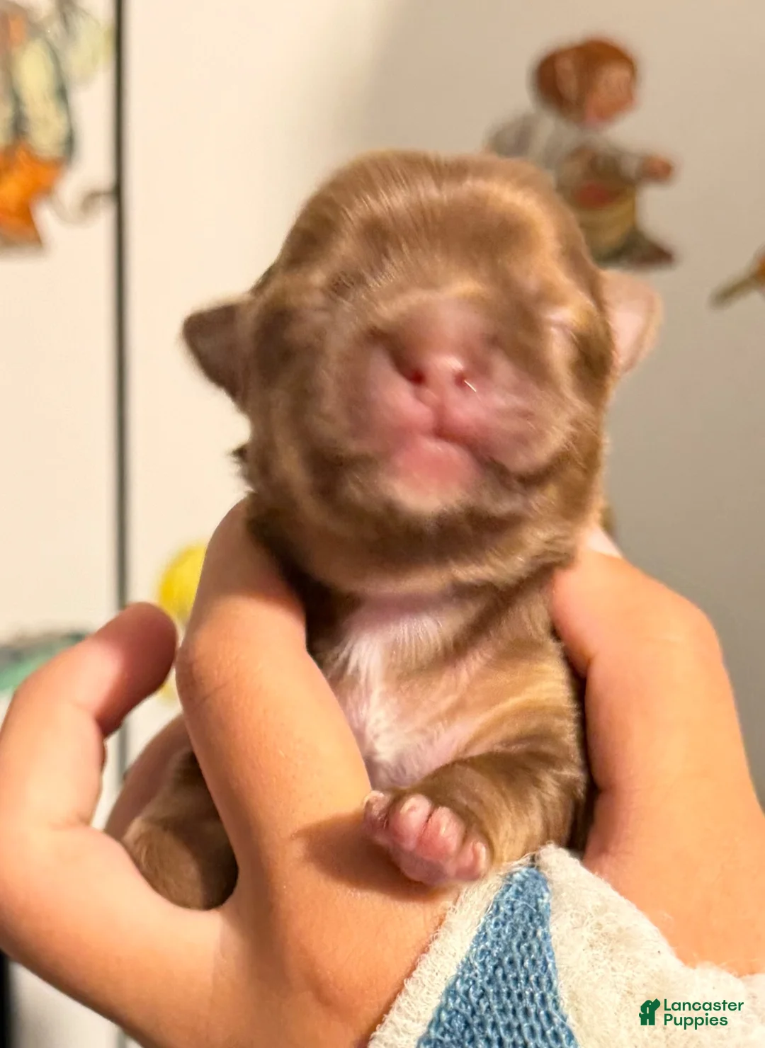 Chihuahua dogs for sale: Chihuahua 2 - Ad 2