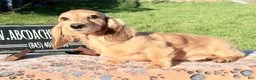 Miniature Dachshund dogs for sale: Cream dapple - Ad 5