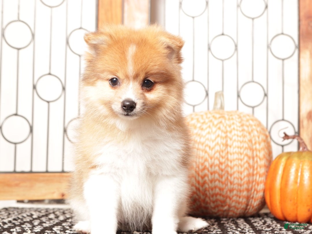 Pomeranian dogs for sale: Luna - Female Pomeranian  - Ad 2