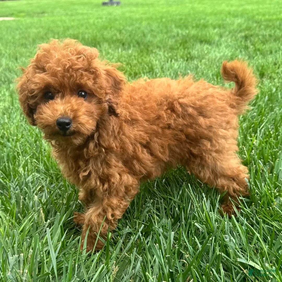 Miniature Poodle dogs for sale: Titus - Ad 2