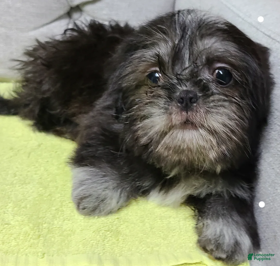 Shih Tzu dogs for sale: Shih Tzu Puppy (Only Girl!) - Ad 2