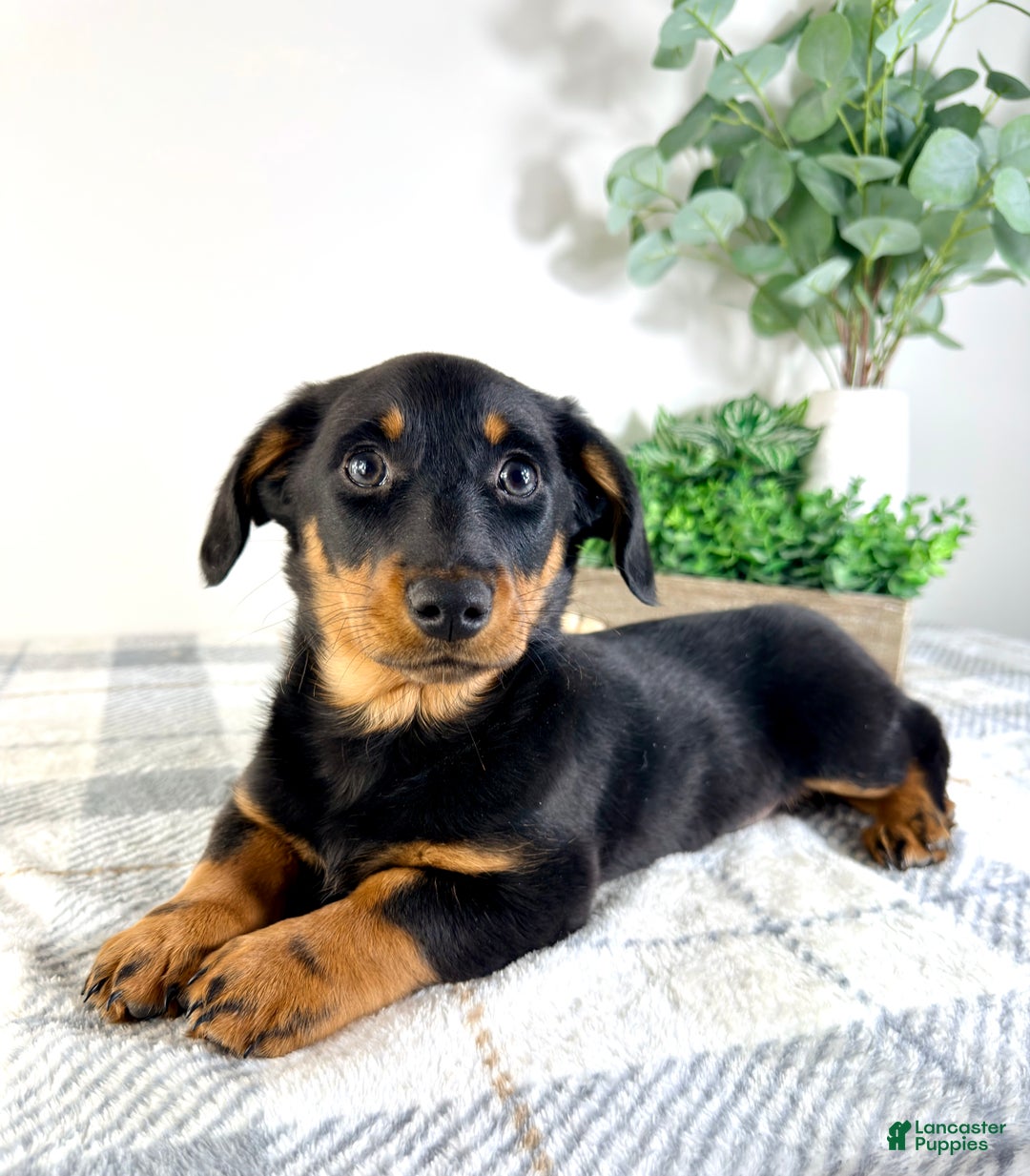 Mixed Breed dogs for sale: Dalton - Ad 3