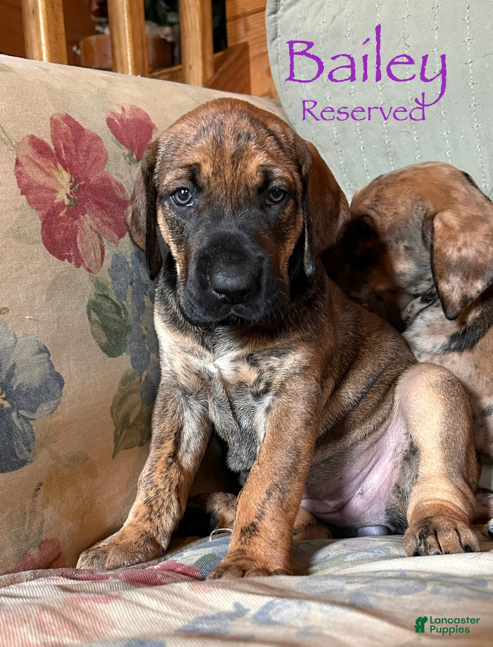 Great Dane dogs Peep - Ad 42