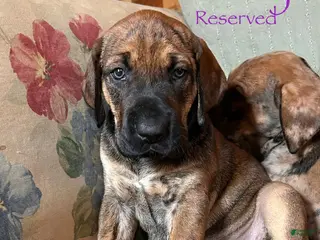 Great Dane dogs Peep - Ad 42