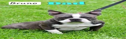 Boston Terrier dogs for sale: Betty - Ad 7