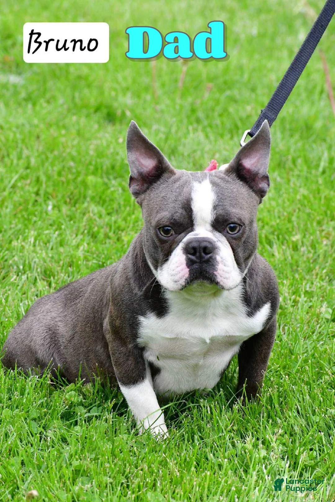 Boston Terrier dogs for sale: Betty - Ad 7