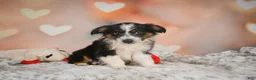 Miniature Australian Shepherd dogs for sale: Anna - Ad 7