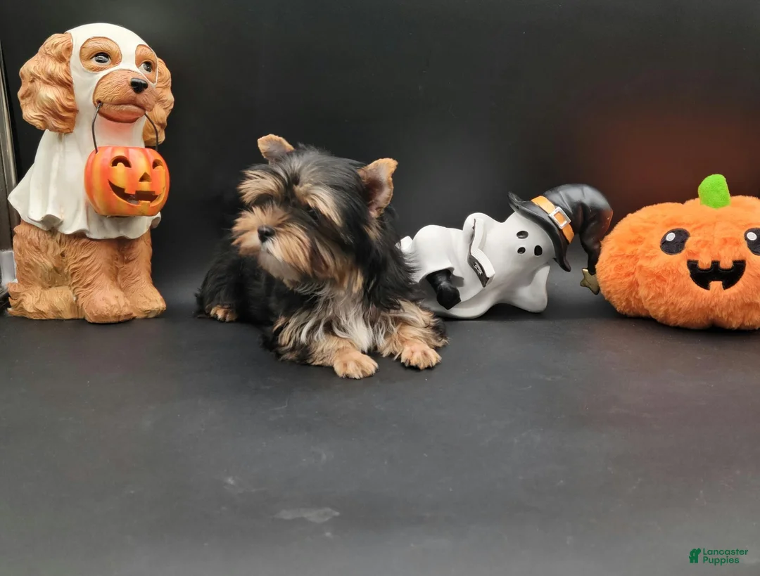 Yorkshire Terrier dogs for sale: Yorkshire Terrier 1 - Ad 3