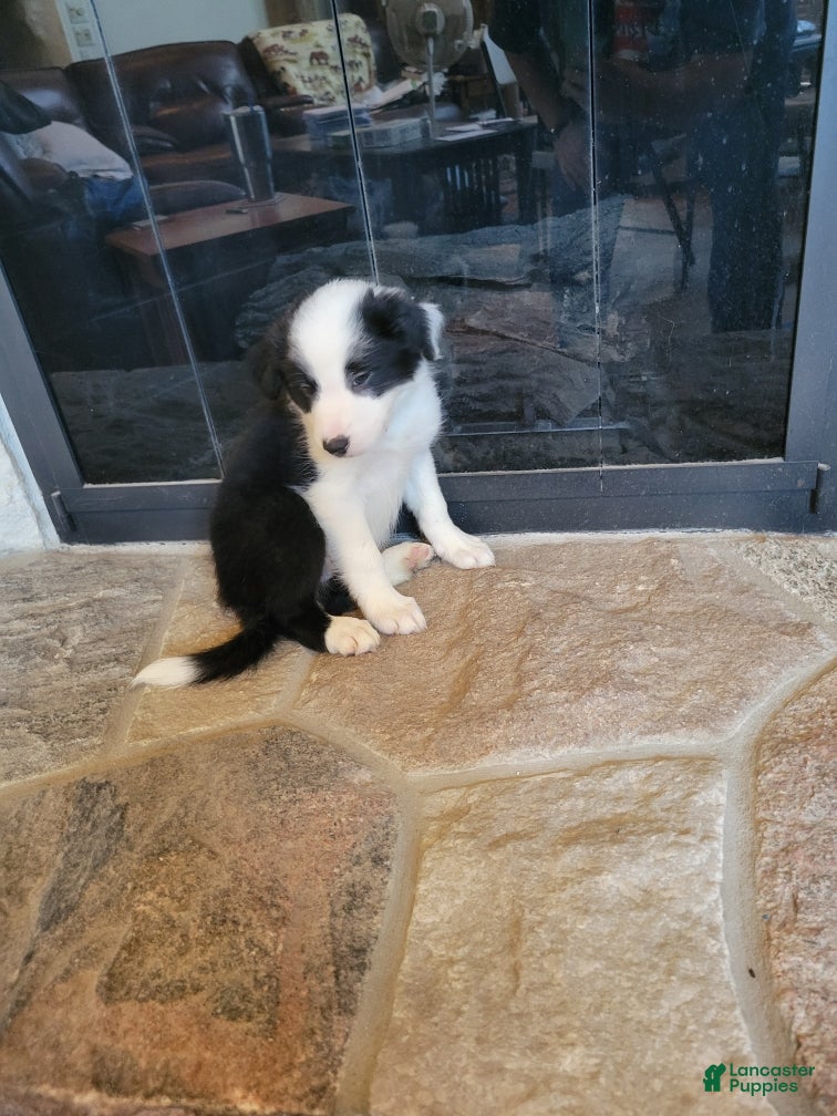 Border Collie dogs Bo Peep - Ad 1