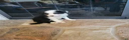 Border Collie dogs for sale: Bo Peep - Ad 1