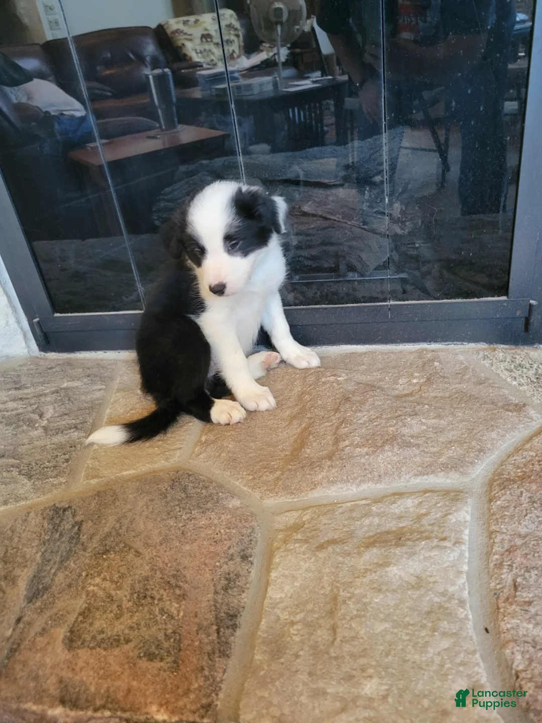 Border Collie dogs for sale: Bo Peep - Ad 1