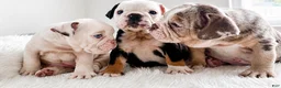 English Bulldog dogs for sale: English Bulldog 11 - Ad 7