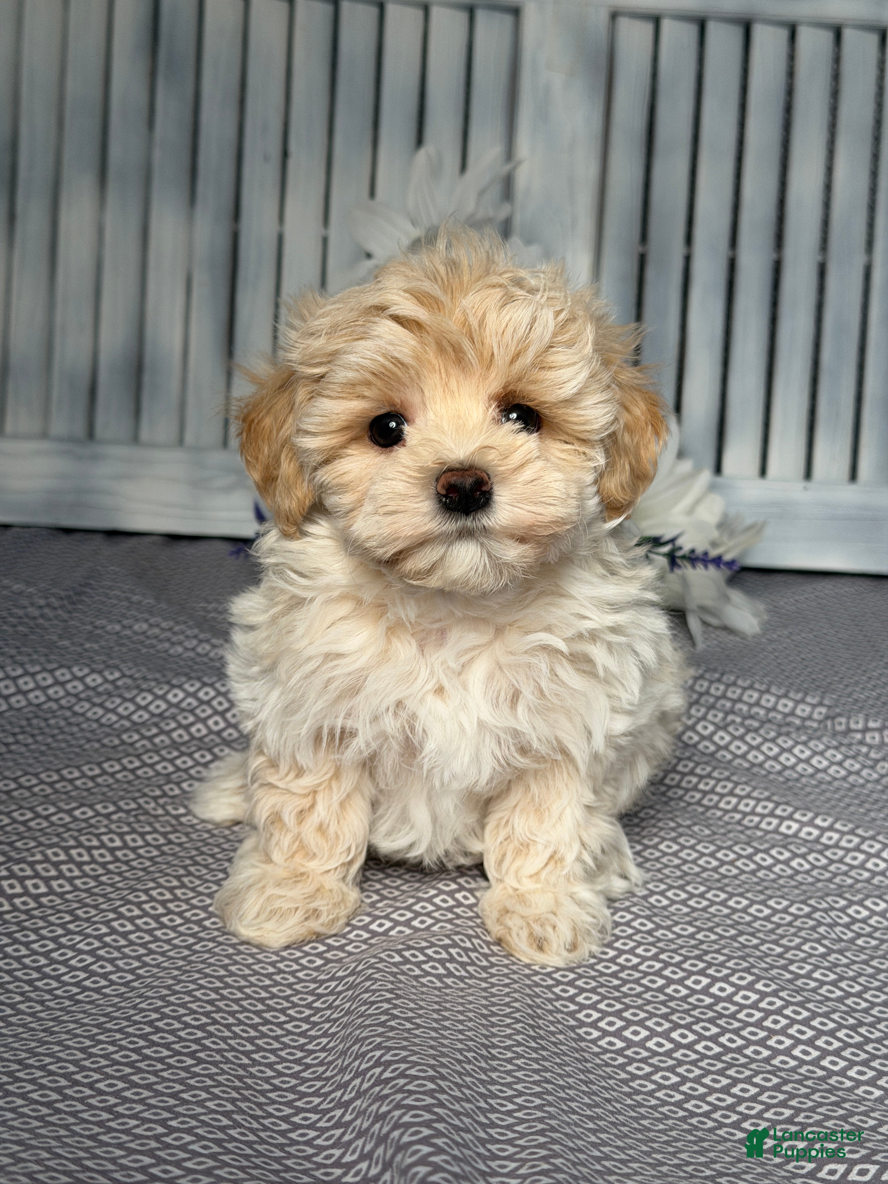 Maltipoo dogs Scottie - Ad 1