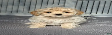 Scottie