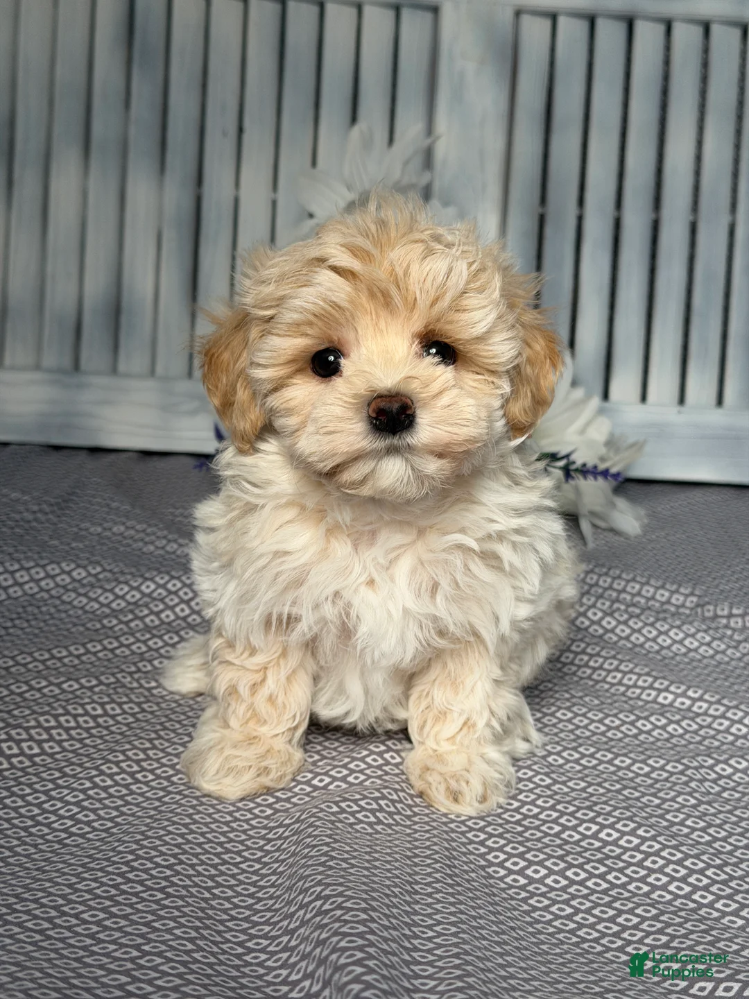 Maltipoo dogs for sale: Scottie - Ad 1