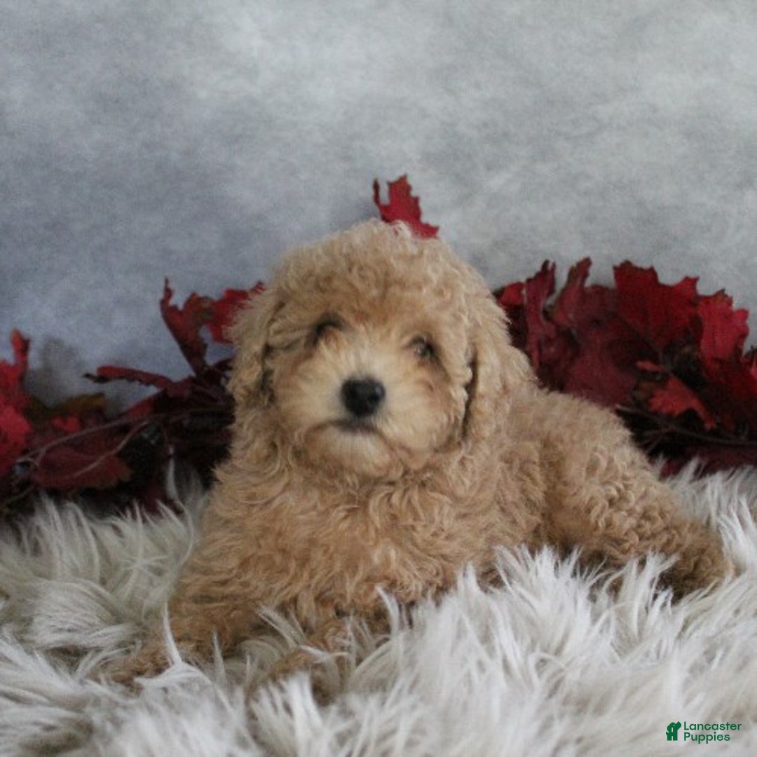 Toy Poodle dogs for sale: Travis - Ad 2