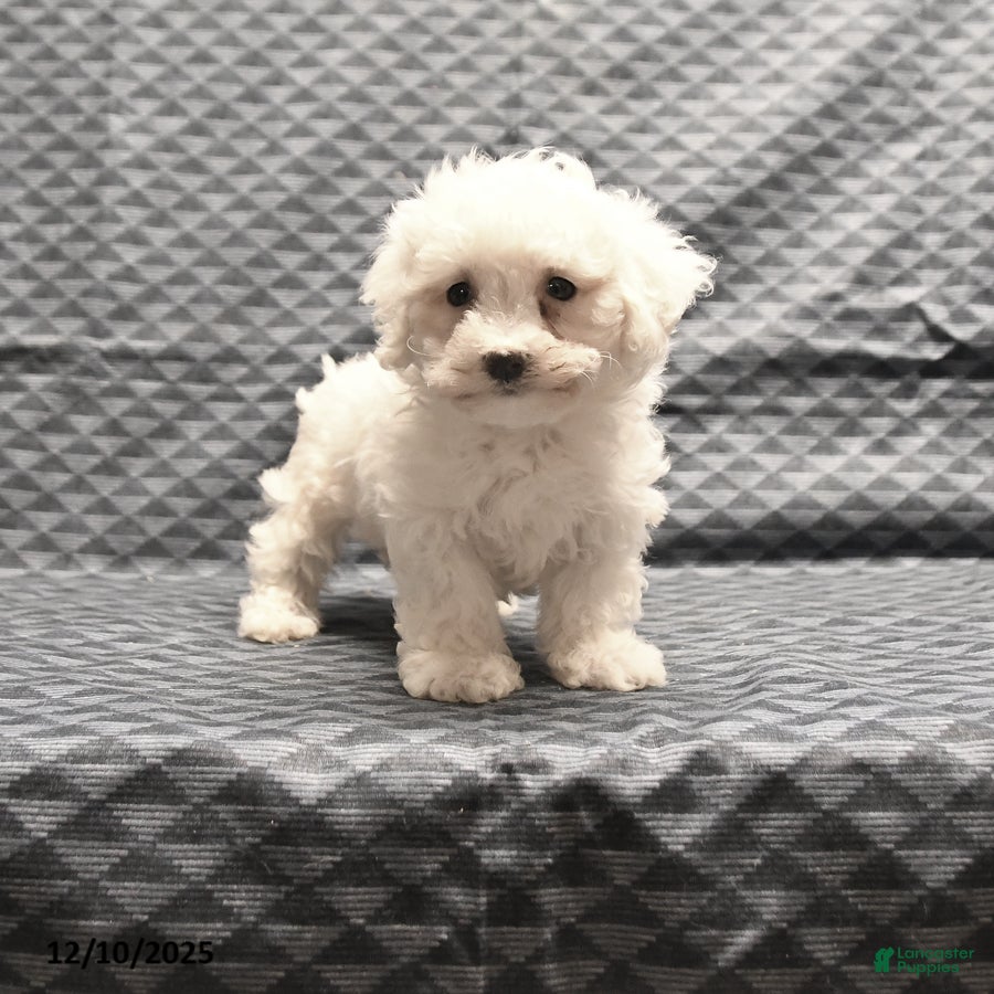 Bichon Frise dogs Fay - Ad 16