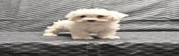Bichon Frise dogs for sale: Fay - Ad 1