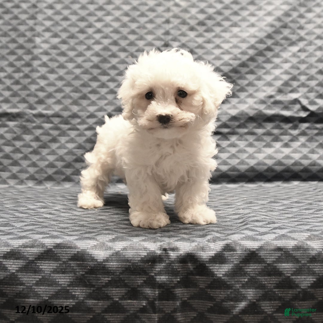 Bichon Frise dogs for sale: Fay - Ad 1