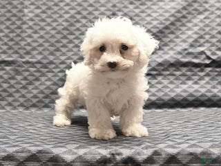 Bichon Frise dogs Fay - Ad 23