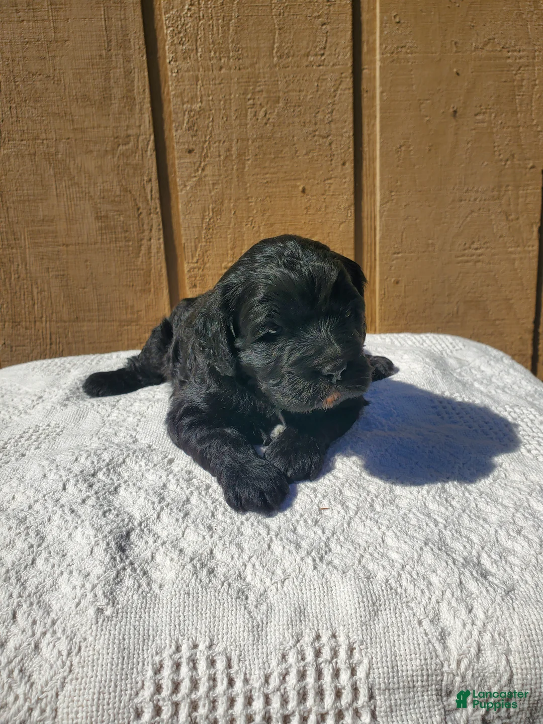 Cavapoo dogs for sale: Panther - Ad 2