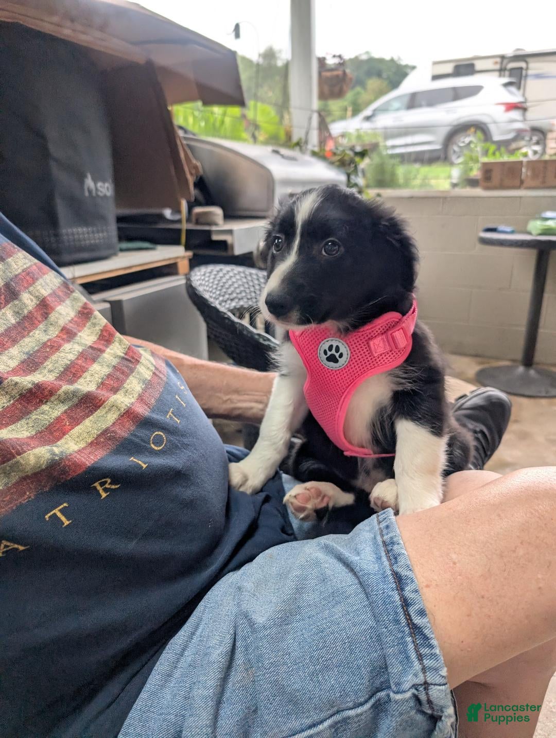 Border Collie dogs Border Collie 7 - Ad 31