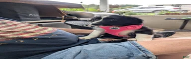 Border Collie 7