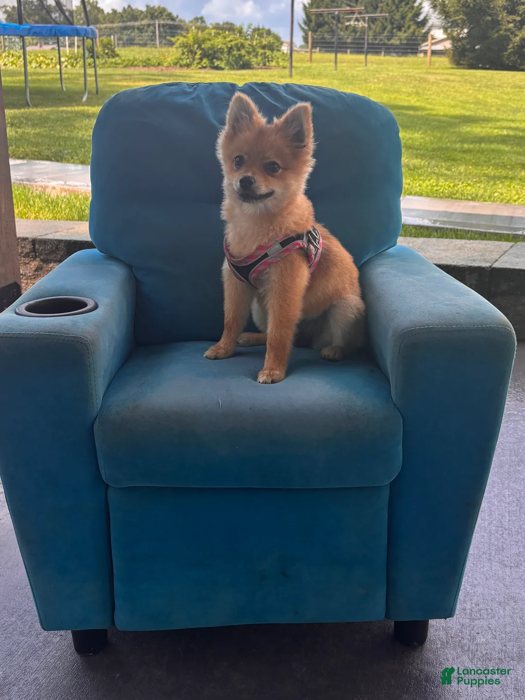 Pomeranian dogs for sale: Trixie - Ad 1