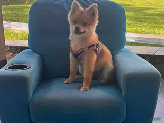 Pomeranian dogs Trixie - Ad 14