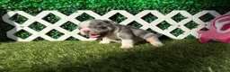 French Bulldog dogs for sale: French Bulldog 1 - Ad 3