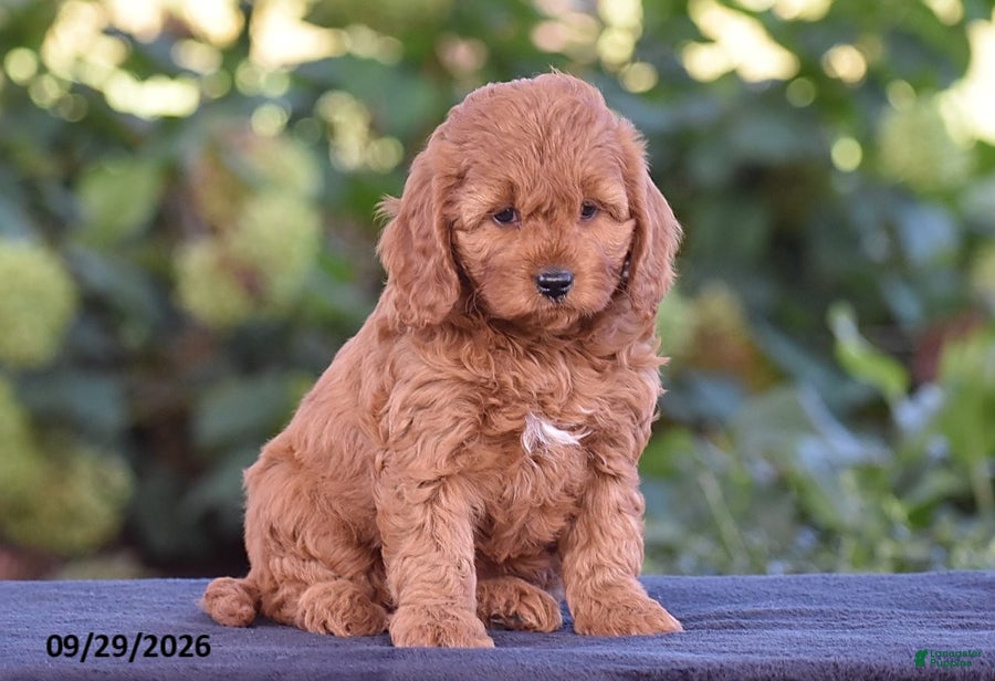 Cavapoo dogs Kelly - Ad 1