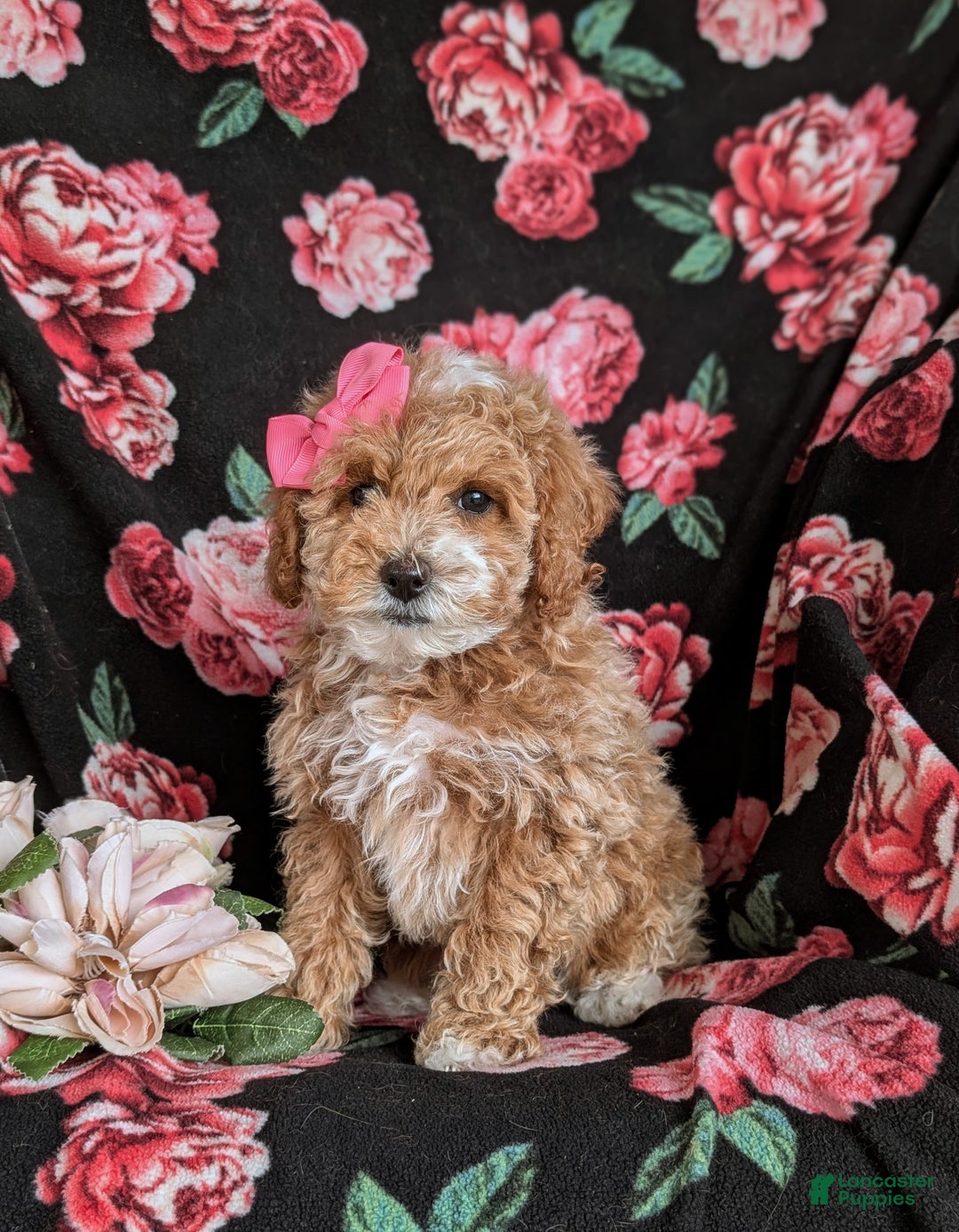 Cavapoo dogs for sale: Alyssa 10 lbs Full Grown - Ad 1