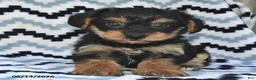 Yorkiepoo dogs for sale: Sunny  - Ad 3