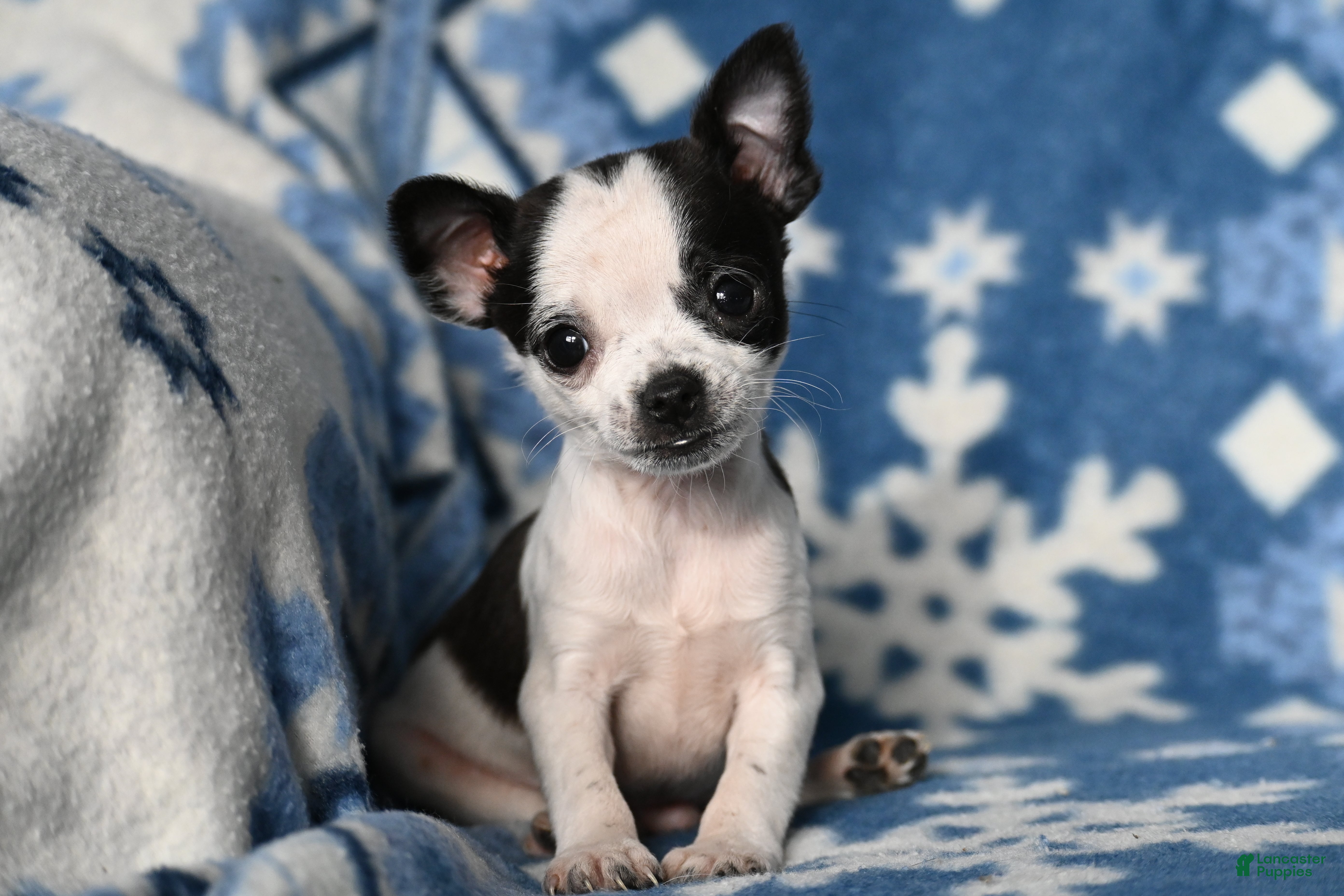 Chihuahua dogs Tucker - Ad 17