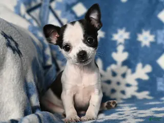 Chihuahua dogs Tucker - Ad 17