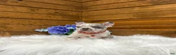 French Bulldog dogs for sale: Kowen - Ad 11