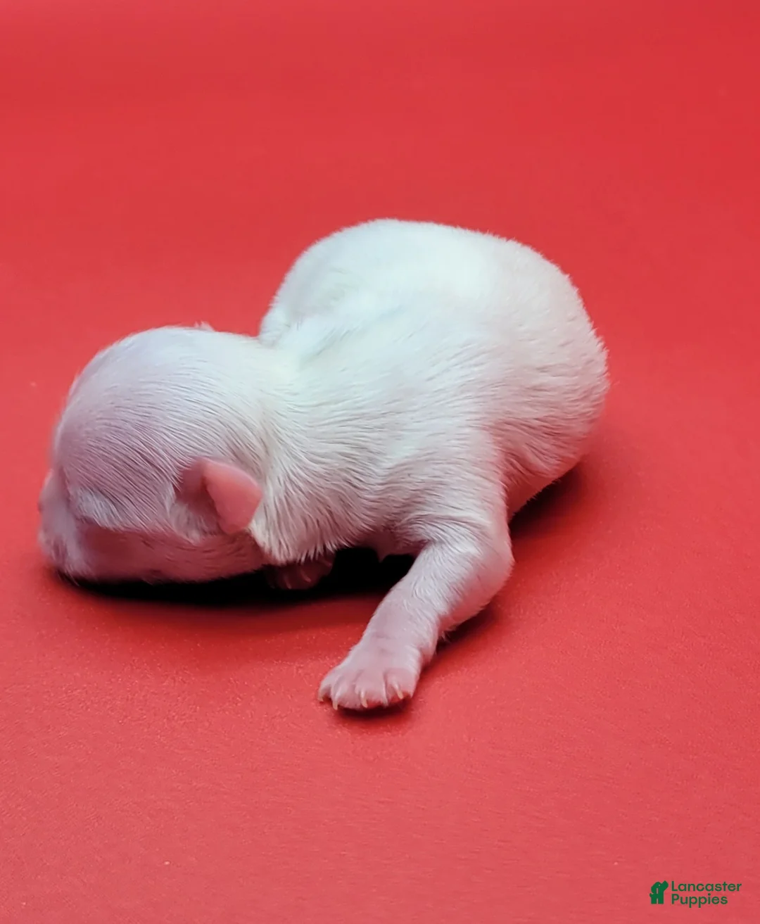 Maltese dogs for sale: Maltese Puppy 1 - Ad 4