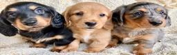Miniature Dachshund dogs for sale: CHEESE CHEESE AND MORE CHEESE - Ad 12