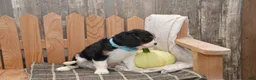 Cavalier King Charles Spaniel dogs for sale: Wade - Ad 5
