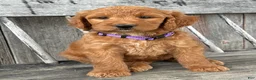 Irish Doodle dogs for sale: Charlotte  - Ad 3