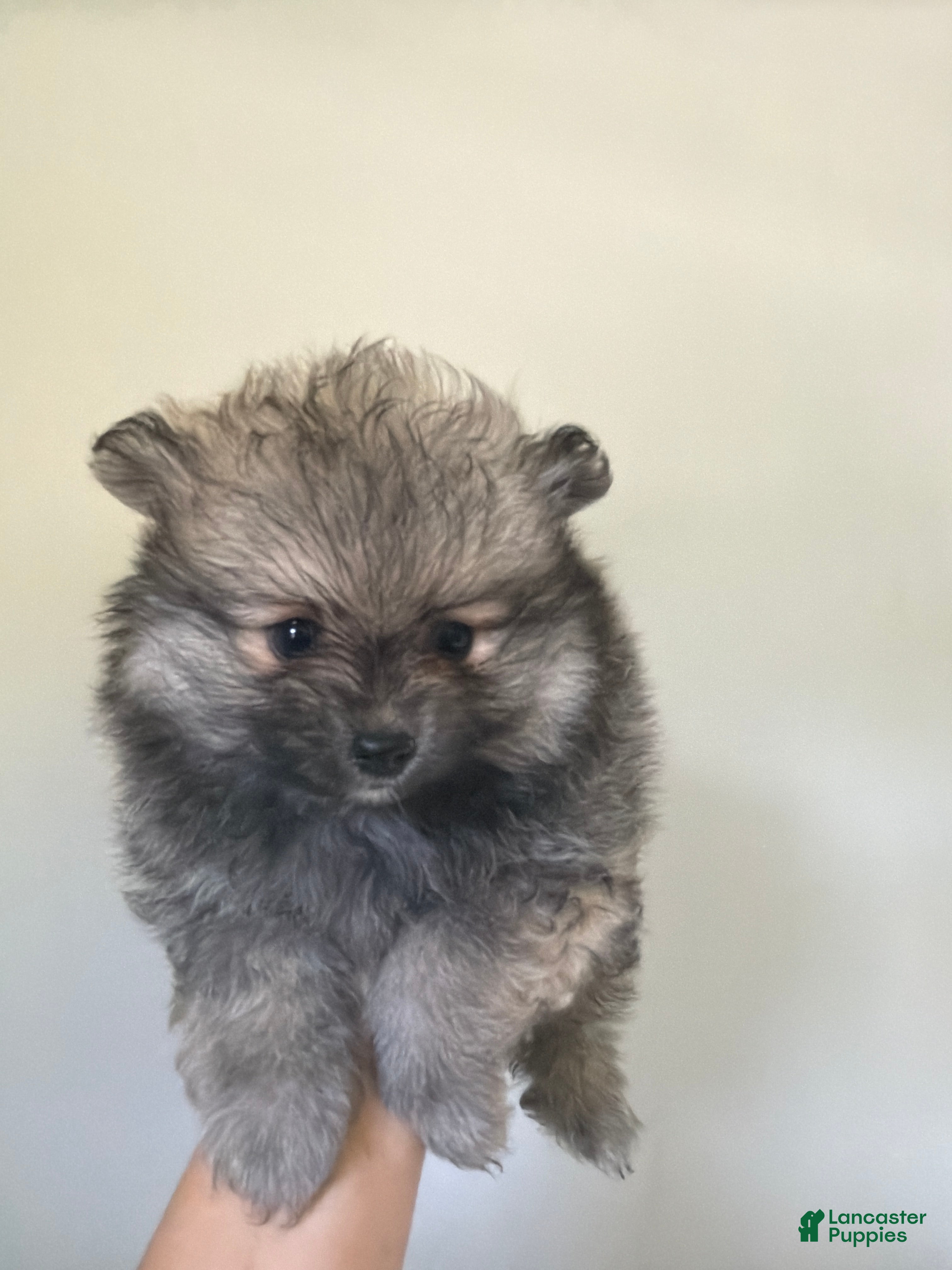 Pomeranian dogs for sale: Pomeranian Puppy 2 - Ad 2