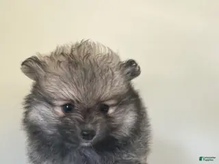 Pomeranian dogs for sale: Pomeranian Puppy 2 - Ad 2