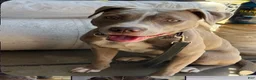 Mixed Breed dogs for sale: Mixed Breed Puppy 3 - Ad 2