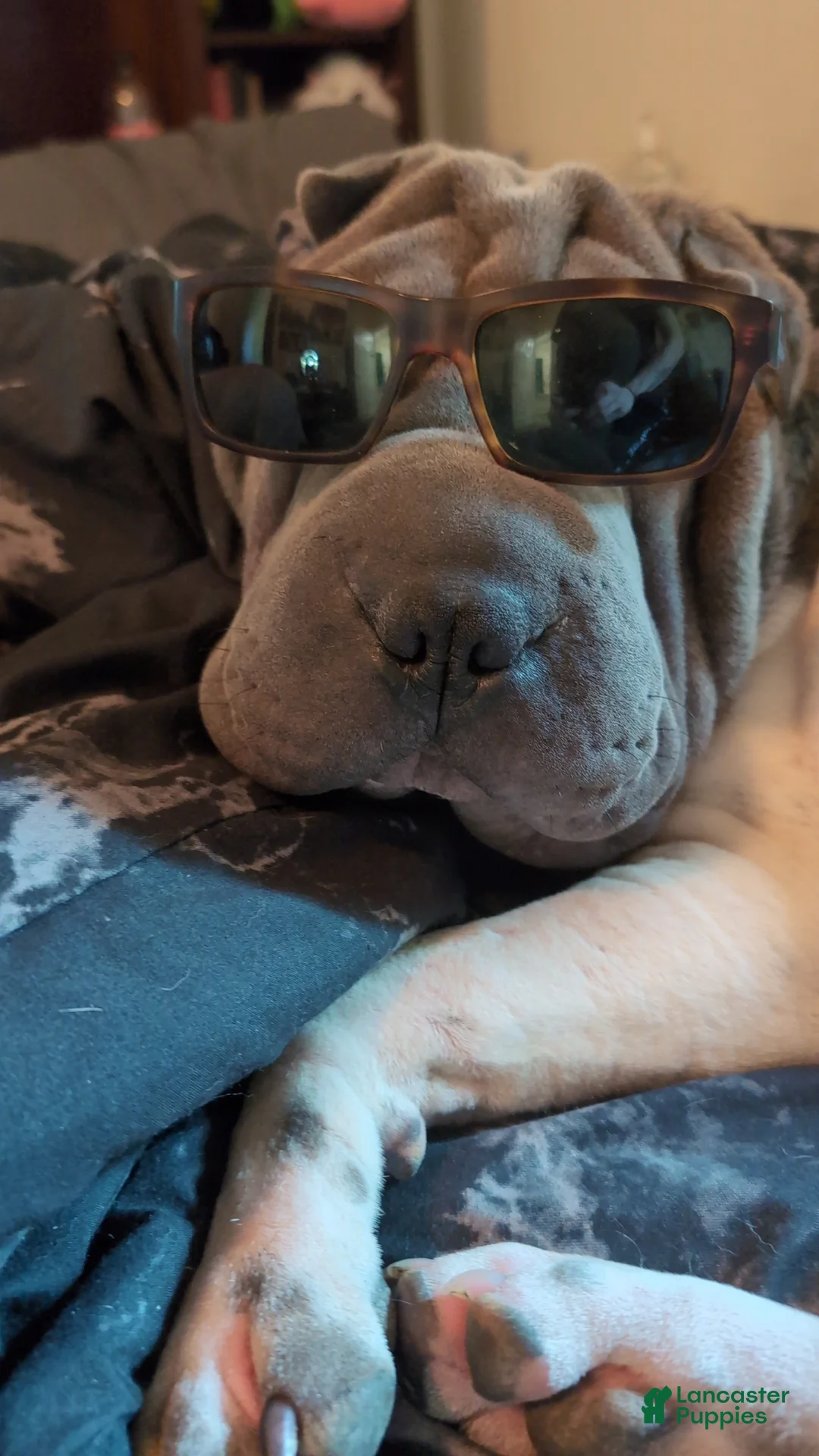 Shar Pei dogs for stud: For Stud - Ad 1