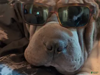 Shar Pei dogs For Stud - Ad 24