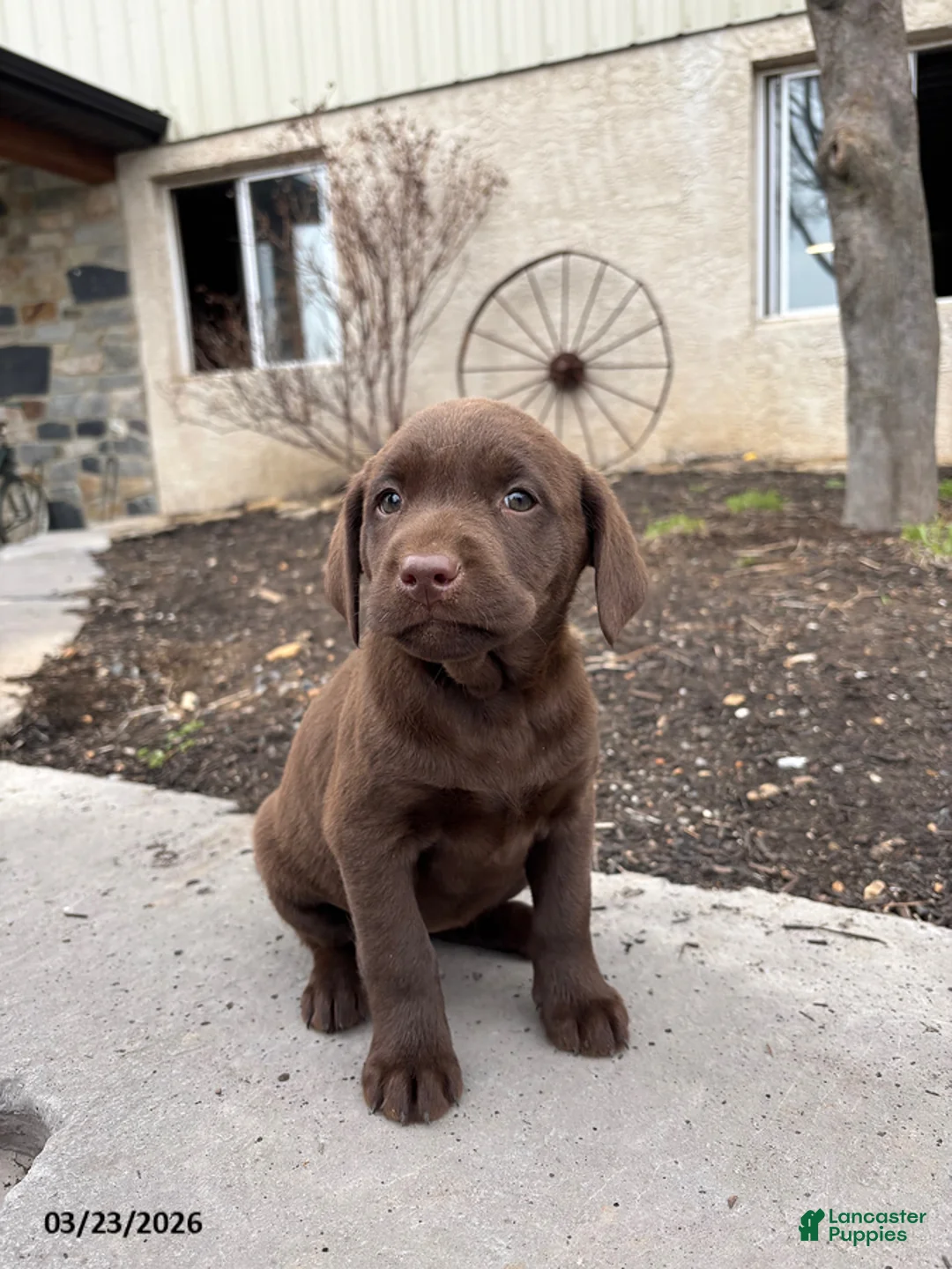 Labrador Retriever dogs for sale: Ginny - Ad 5