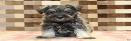 Miniature Schnauzer dogs for sale: Ernie - Ad 3